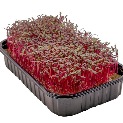 Микрозелень Амарант уп 